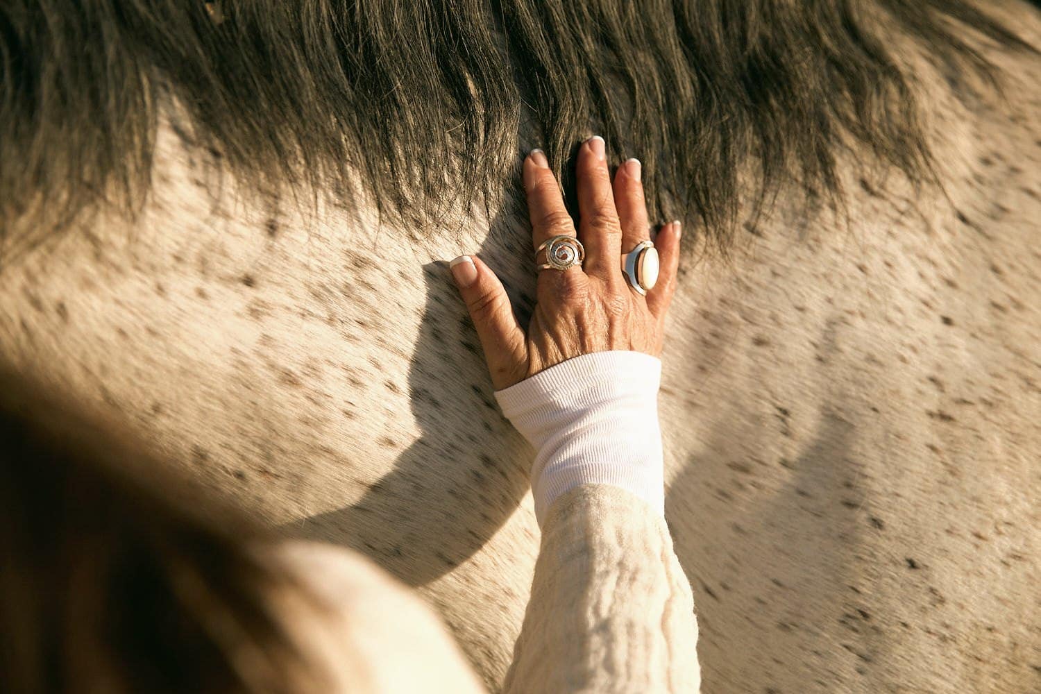 Hand resting calmly on the neck of a speckled grey horse